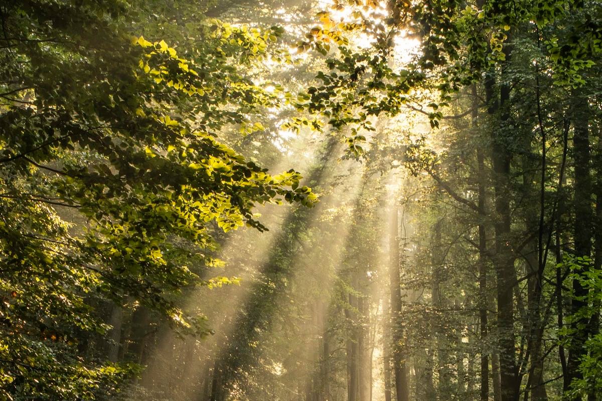 Sonnenstrahlen fallen durch die Bäume eines Waldes